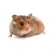 hamster20393