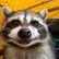 raccoon