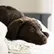 Sierra