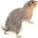 gopher20393
