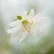 Heffe_