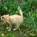 Shiba_TV