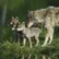 Otelo