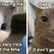iAmNyanDestroyer