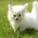 Zoomer_28213