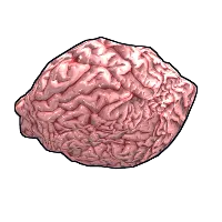 Skin's image